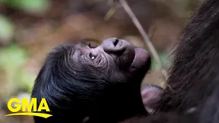 Meet the first baby gorilla born at this U.S. zoo l GMA