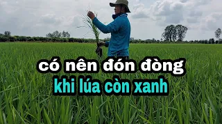 Có nên bón phân đón đòng cho lúa vẫn còn xanh?Thanhdotv