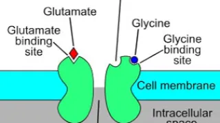 N-Methyl-D-aspartate receptor | Wikipedia audio article