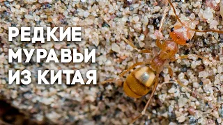 Новая большая посылка из Китая! Удивительные бегунки и необычные термиты!