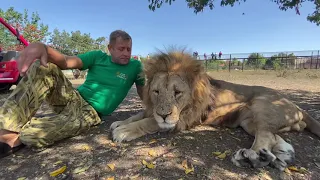 Как лев Кай перелез под сеткой в прайд Слежки !