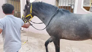 عسف حصان وحش نشأته مع الإبل🐎👏🏻|قدوم المولوده الجديده🐎😍💗ماشاء الله تبارك الله.