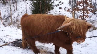 Ox logging using a single yoke Highland cattle 2017 02 15