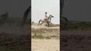 Horse Riding by River Chenab: Elegant Stroll in Punjab