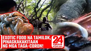 Exotic food na tamilok, pinagkakakitaan ng mga taga-Coron! | 24 Oras Shorts