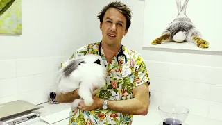 🐰 Rabbit Vaccinations and Health Checks 👉 With Dr James Haberfield