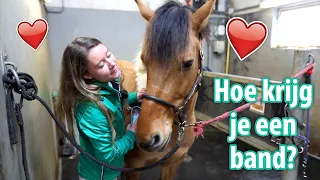 De eerste week met je nieuwe paard! | felinehoi PAARD KOPEN #6