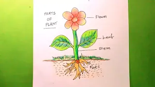 let's draw the parts of a plant/plant drawing