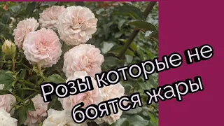 Розы которые не боятся жары. Двадцать четыре сорта из моего сада.