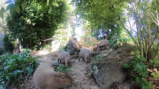 We're going inside our capybara habitat!
