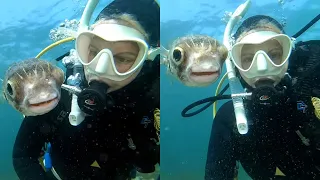 Curious Pufferfish Wants A Selfie