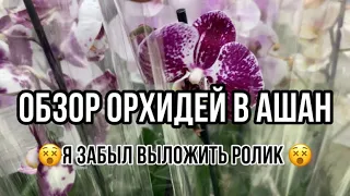 Я забыл выложить этот ролик 🥺|| Обзор орхидей в магазине Ашан || и тут были интересные варианты 🌺