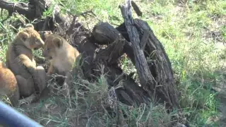 lion cub crying for mommy