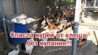 Борьба с куриным клещем продолжается!!!Отличное средство от клещей!!!