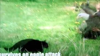 Cat attacked Eagle