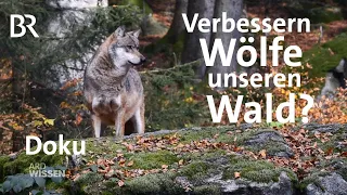 Was bringt uns der Wolf? - Artensterben in Deutschland | Doku | ARD Wissen | BR