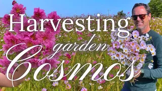 Harvesting COSMOS Flowers in the Gardens | PepperHarrowFarm.com