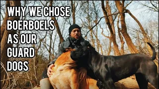 Why We Chose Boerboels As Our Guard Dogs #boerboel #mastiff #guarddog #doglovers #bigdog