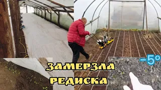 Померзла Редиска в теплиці. Будемо Пересівати