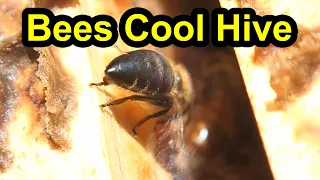 Bee Fans Wings To Keep Hive Cooler in Summer Heat