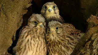 Kestrel Chicks: Feisty, Fierce & Ready to Fly | Athena & Apollo | Robert E Fuller