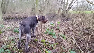 German Wirehaired Pointer and Gordon Setter hunting pheasant.