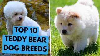 TOP 10 Teddy Bear Dog Breeds