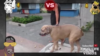 Ultimate Thug Life Compilation #41 Cats vs Dogs