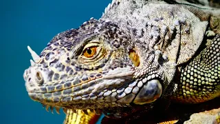 Cayo Largo Cuba Iguana Island Trip 4K