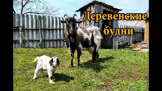 ДЕРЕВЕНСКИЕ БУДНИ #15. Пополнение в семействе