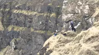 Catching seagulls in the Faroe Islands (March 18, 2015)