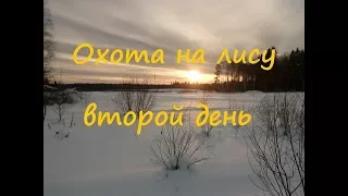 Охота на лису 2/3 день. Закрытие сезона 2017-2018 г..