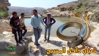 ثعبان كوبرا ضخم داخل سد قرية خيران |اليمن مريس