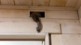 RACCOONS CRACKED THE DOOR AND RAN