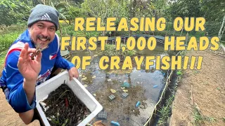 Discover Our Stunning Crayfish Pond & Pro Tips From Roxanne - Gone Viral With 1.3m Views!