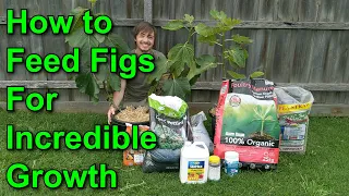 Fertilizing Potted Fig Trees for INCREDILBE GROWTH