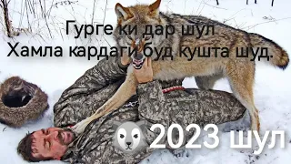 ( Куштани Гург )  гурга капидан д, шул 2023 рашт гарм грг срочно