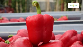 Obtén las mejores clasificaciones con la variedad de pimiento tardío Enol F1