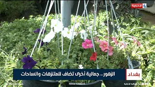 الزهور.. جمالية أخرى تضاف للمتنزهات والساحات | تقرير صابرين كاظم