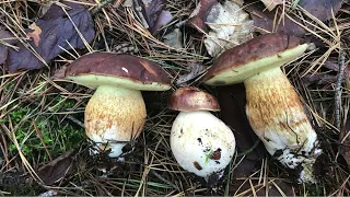 Гриби Вінниччини. Польський гриб. Boletus badius