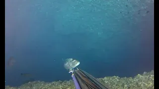 spearfishing summer 2022