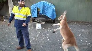 kangaroo boxing