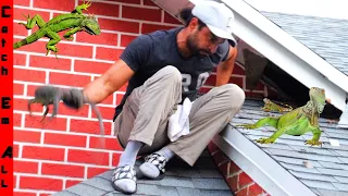 REMOVING IGUANAS LAYING EGGS in the ROOF of our HOME!