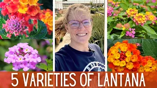 5 New Varieties of LANTANA 🌻 || Summer Color In The Garden || Heat Loving Flowers