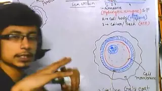 Developmental biology part 4 : sea urchin fertilization