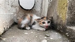 Rescue Sick kitten that the mother cat does not take care of is waiting for help in the corner TM