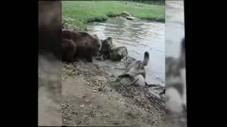 Young Wolf Gets Rip Apart By Bears In Zoo