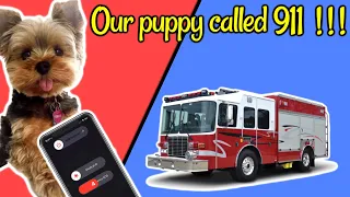 Our puppy called for help! 🐶🚒 ** fails comedy react snl sawyer sharbino