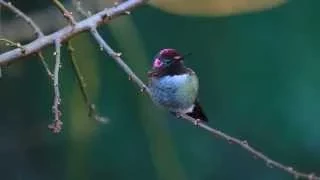 Annas Hummingbird   December 29 2014