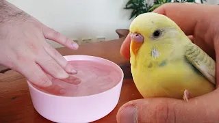 How to Give Your Budgie a Bath